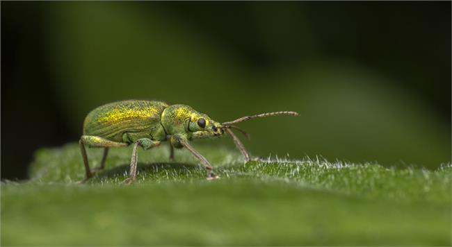 荨麻象鼻虫(Phyllobius-pomaceus)特写